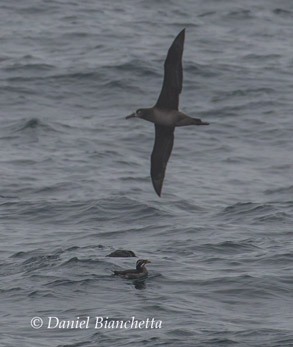 Black-footed Albatross and Rhinoceros Auklet, photo by Daniel Bianchetta