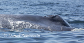 Blow holes of a Blue Whale, photo by Daniel Bianchetta