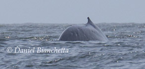 Blue Whale, photo by Daniel Bianchetta