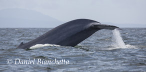 Blue Whale, photo by Daniel Bianchetta