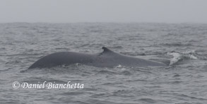 Blue Whale, photo by Daniel Bianchetta