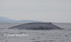 Blue Whale, photo by Daniel Bianchetta