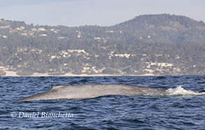 Blue Whale, photo by Daniel Bianchetta