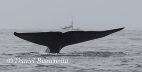 Blue Whale tail, photo by Daniel Bianchetta