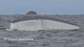 Blue Whale tail, photo by Daniel Bianchetta