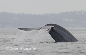 Blue Whale tail, photo by Daniel Bianchetta