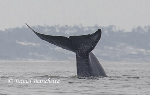 Blue Whale tail, photo by Daniel Bianchetta