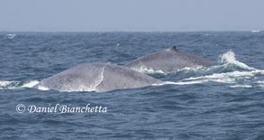 Blue Whales, photo by Daniel Bianchetta