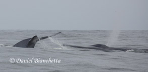 Blue Whales, photo by Daniel Bianchetta