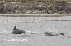 Bottlenose Dolphin and Risso's Dolphin, photo by Daniel Bianchetta