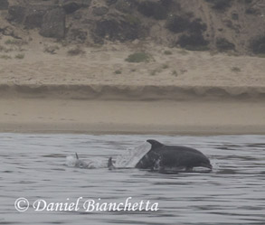 Bottlenose Dolphin, photo by Daniel Bianchetta