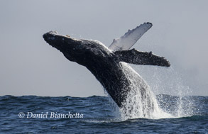 Breaching Humpback Whale, photo by Daniel Bianchetta