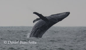 Breaching Humpback Whale, photo by Daniel Bianchetta