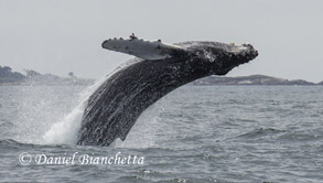 Breaching Humpback Whale, photo by Daniel Bianchetta