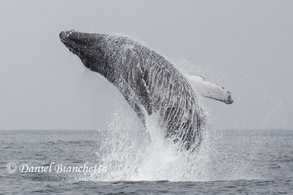 Breaching Humpback Whale, photo by Daniel Bianchetta