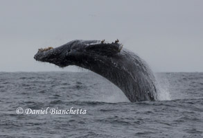 Breaching Humpback Whale, photo by Daniel Bianchetta