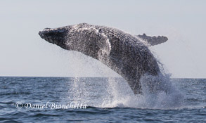 Breaching Humpback Whale photo by Daniel Bianchetta