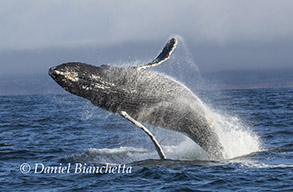 Breaching Humpback Whale and  Long-beaked Common Dolphin, photo by Daniel Bianchetta