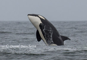 Breaching Killer Whale, photo by Daniel Bianchetta