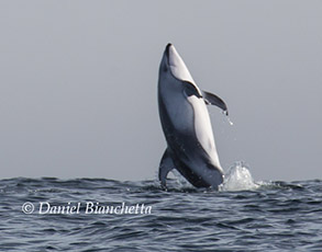 Breaching Pacific White-sided Dolphin, photo by Daniel Bianchetta