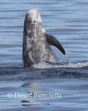 Breaching Risso's Dolphin, photo by Daniel Bianchetta