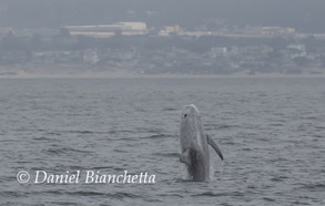 Breaching Risso's Dolphin, photo by Daniel Bianchetta