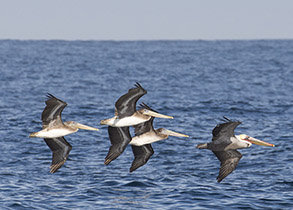 Brown Pelicans, photo by Daniel Bianchetta