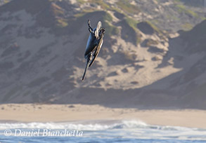 California Brown Pelican plunge-diving, photo by Daniel Bianchetta