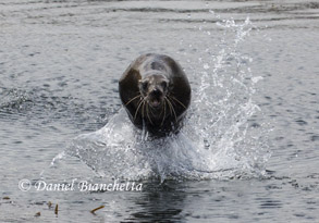 California Sea Lion, photo by Daniel Bianchetta