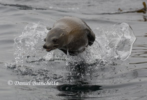 California Sea Lion, photo by Daniel Bianchetta