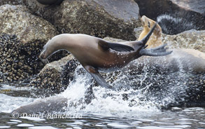 California Sea Lions, photo by Daniel Bianchetta