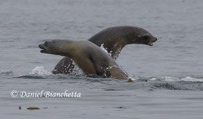 California Sea Lions, photo by Daniel Bianchetta