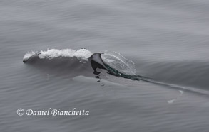 Dall's Porpoise, photo by Daniel Bianchetta