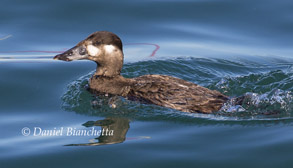 Female Surf Scoter, photo by Daniel Bianchetta