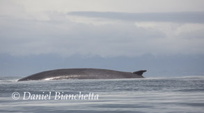 Fin Whale, photo by Daniel Bianchetta