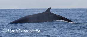 Fin Whale, photo by Daniel Bianchetta