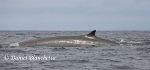 Fin Whale, photo by Daniel Bianchetta