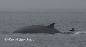 Fin Whale, photo by Daniel Bianchetta