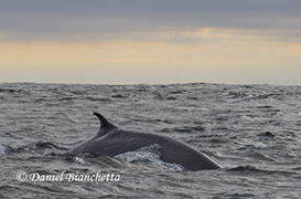 Fin Whale, photo by Daniel Bianchetta