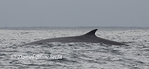 Fin Whale, photo by Daniel Bianchetta