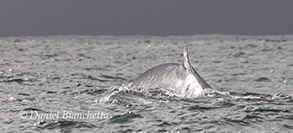 Fin Whale, photo by Daniel Bianchetta