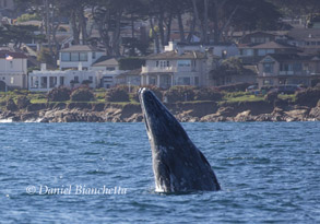 Gray Whale breaching off Pacific Grove, photo by Daniel Bianchetta