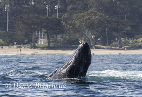 Gray Whale, photo by Daniel Bianchetta