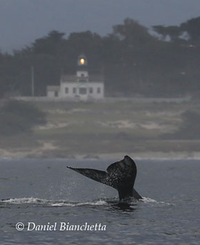 Gray Whale near Pt. Pinos Lighthouse, photo by Daniel Bianchetta