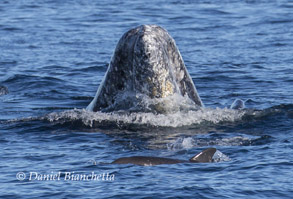 Gray Whale spyhopping and Long-beaked Common Dolphin, photo by Daniel Bianchetta