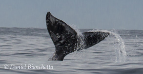 Gray Whale tail, photo by Daniel Bianchetta