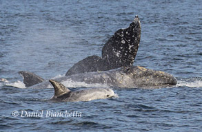 Gray Whales and Risso's Dolphin, photo by Daniel Bianchetta