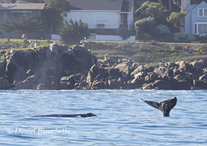 Gray Whales, photo by Daniel Bianchetta