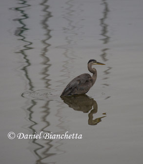 Great Blue Heron, photo by Daniel Bianchetta