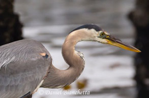 Great Blue Heron, photo by Daniel Bianchetta